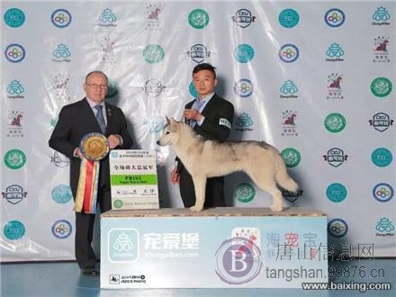 自家养的大狗生了一窝哈士奇 欢迎上门挑选