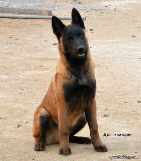 马犬出售 马里努阿犬家养护卫超级聪明可以训练