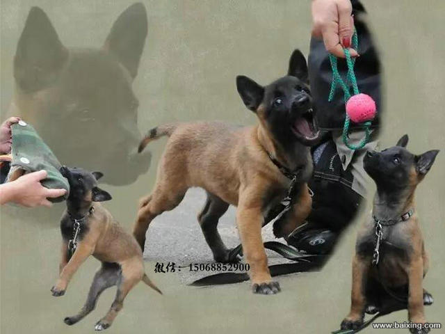 马犬出售 马里努阿犬家养护卫超级聪明可以训练