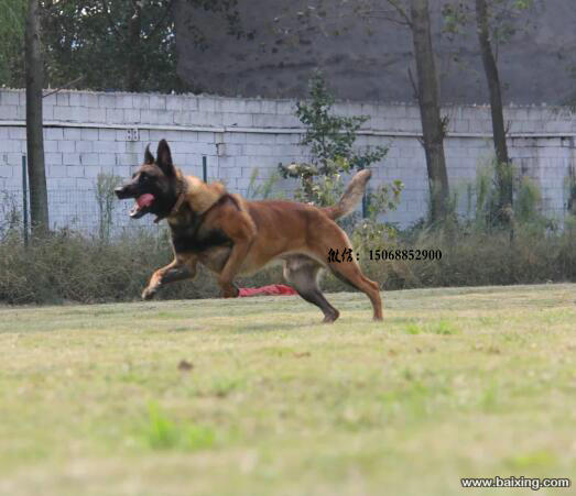 马犬出售 马里努阿犬家养护卫超级聪明可以训练