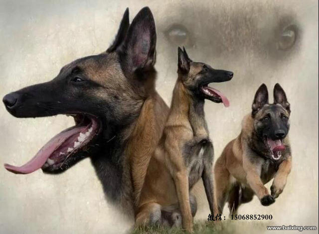 马犬出售 马里努阿犬家养护卫超级聪明可以训练