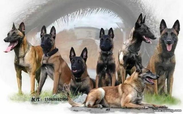 马犬出售 马里努阿犬家养护卫超级聪明可以训练