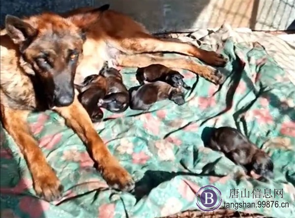 纯种马犬